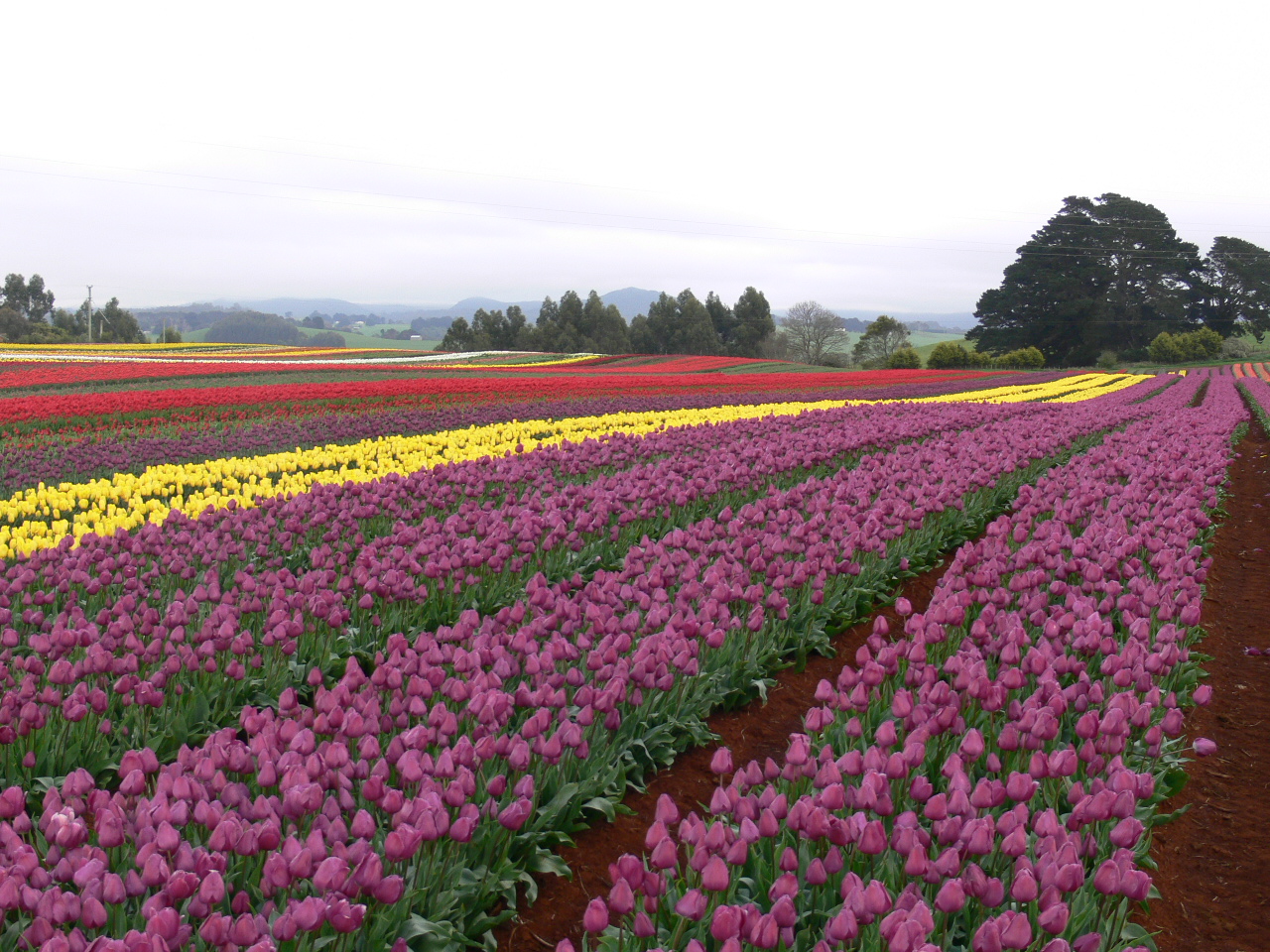 Tulip field in Tasmania.