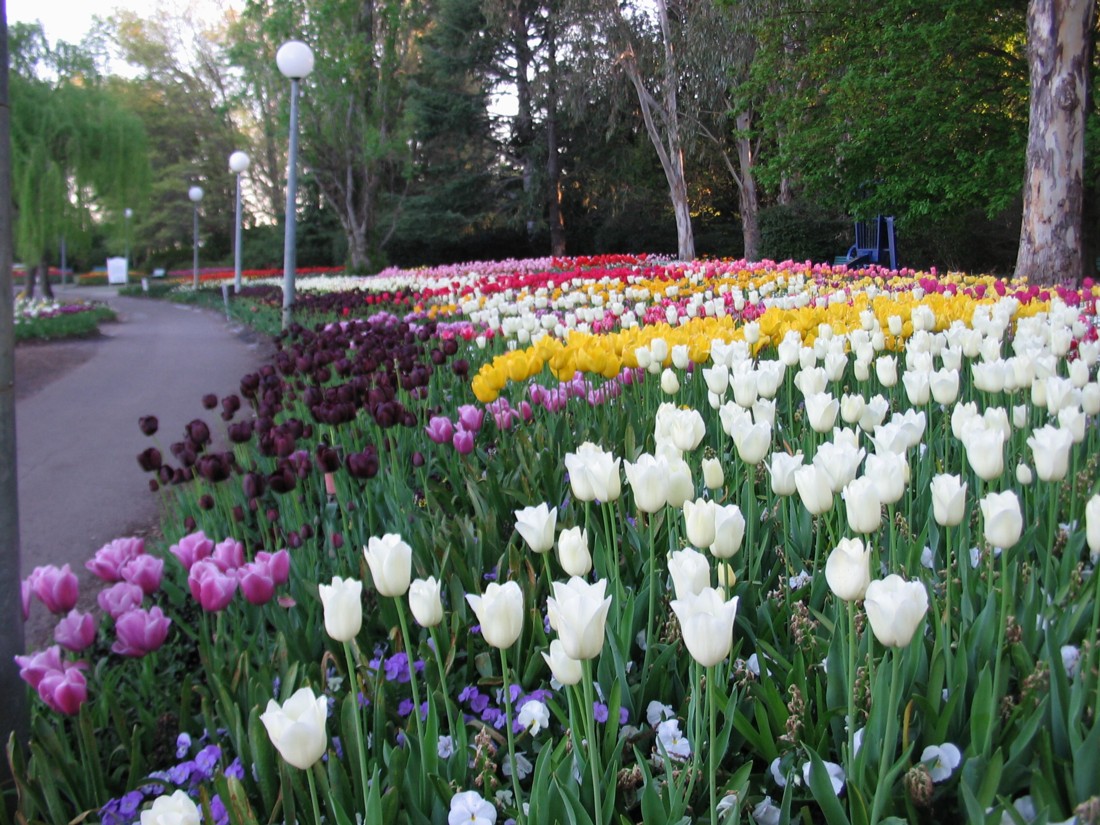 Bed of mixed tulips.
