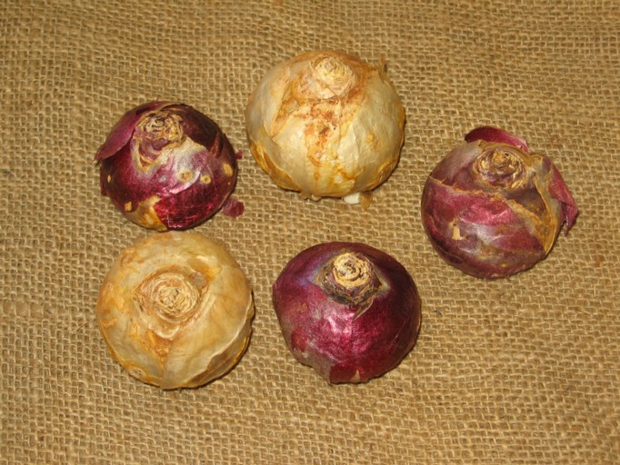 Hyacinth bulbs.