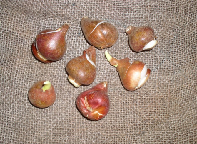 Tulip bulbs.